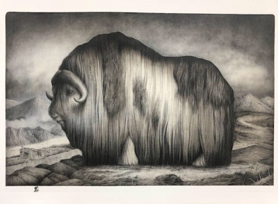 Malling Sverre, "Norwegian Muskox", 2018